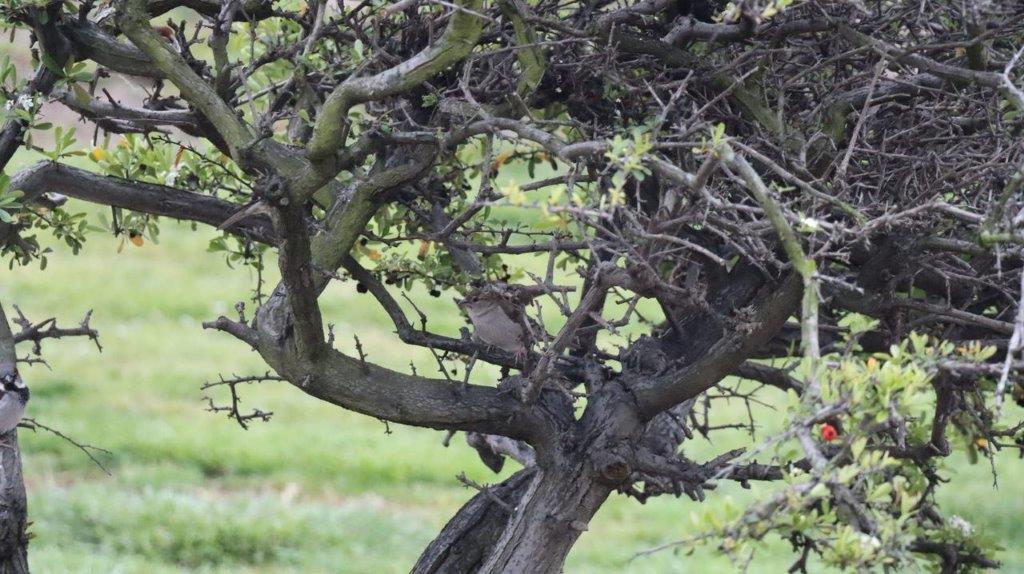 A tree with no leaves

Description automatically generated