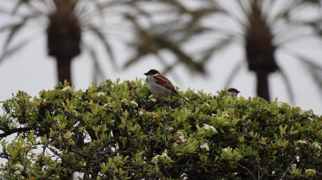 A bird on a tree

Description automatically generated