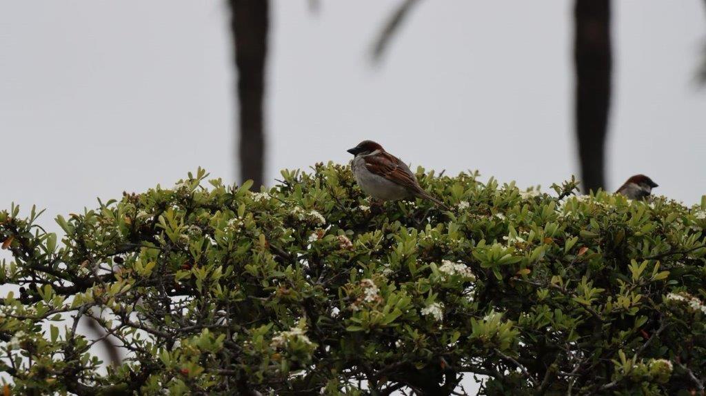 A bird sitting on a tree

Description automatically generated