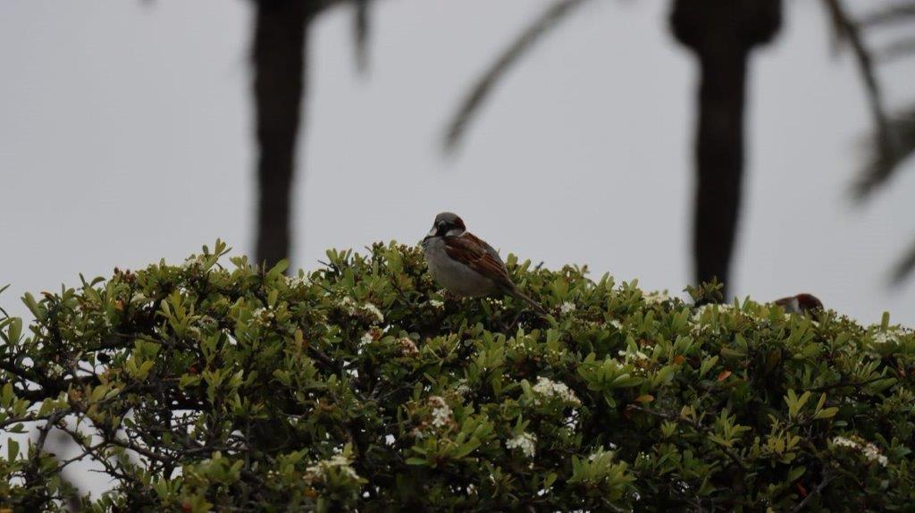 A bird sitting on a tree

Description automatically generated