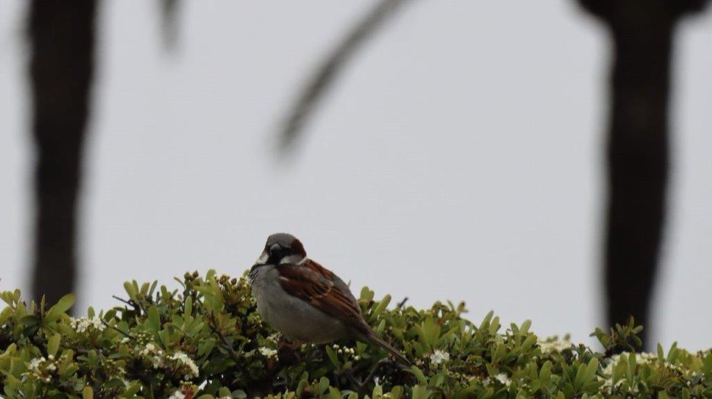 A bird on a tree branch

Description automatically generated