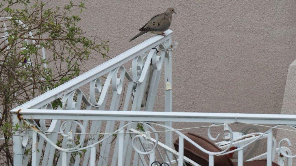 A bird sitting on a white railing

Description automatically generated