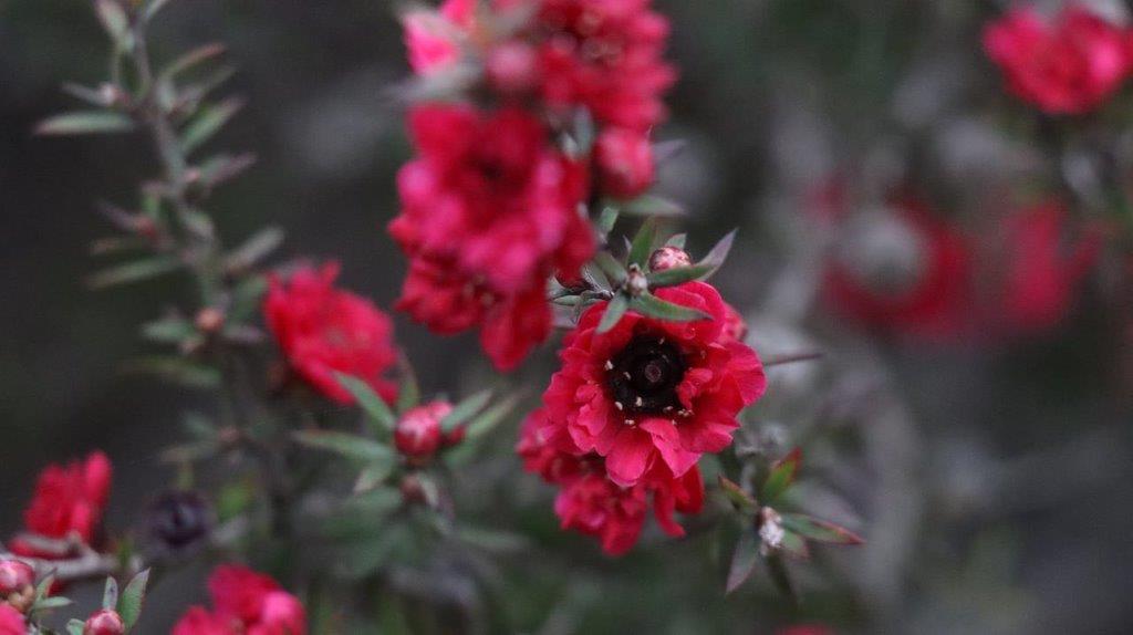 A close-up of a flower

Description automatically generated