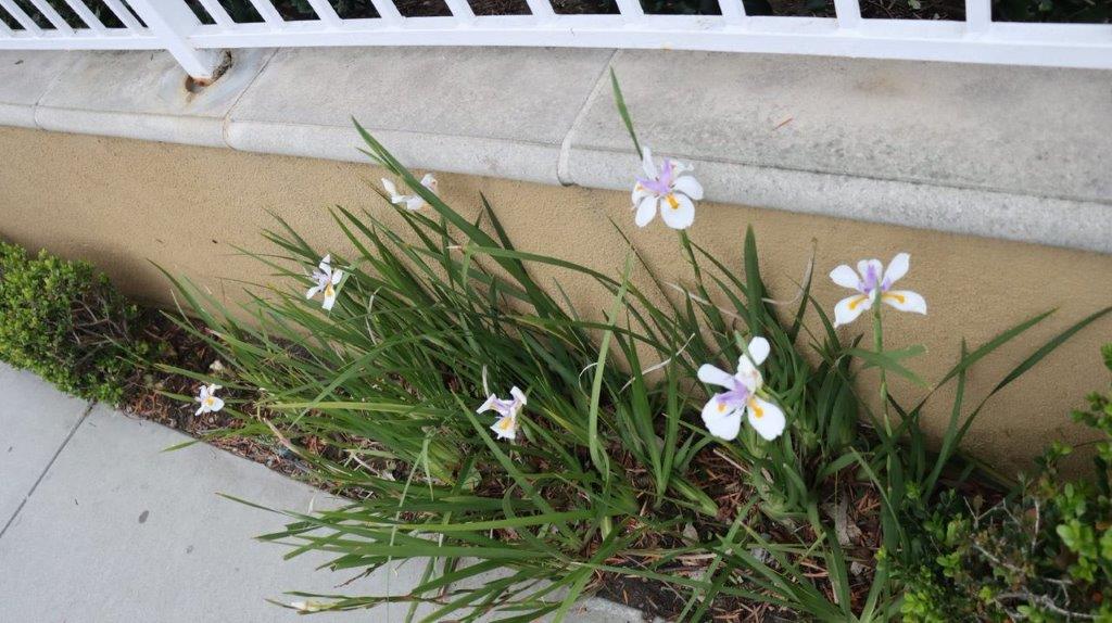 A close-up of flowers growing in a garden

Description automatically generated