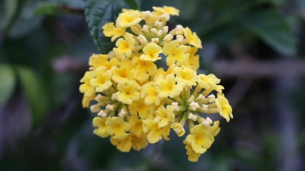 A close up of yellow flowers

Description automatically generated