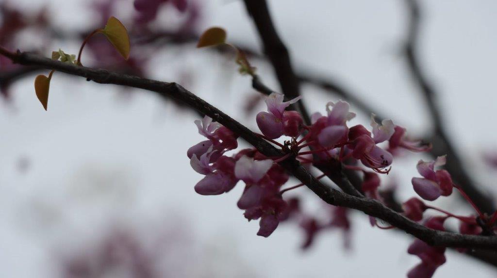Close-up of a tree branch with pink flowers

Description automatically generated