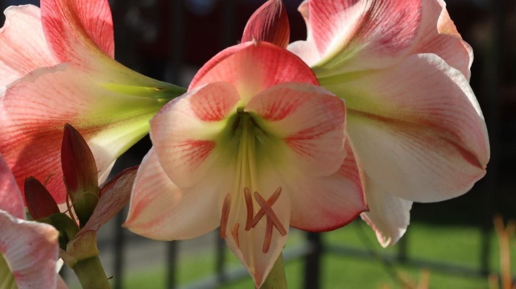 A close-up of a flower

AI-generated content may be incorrect.