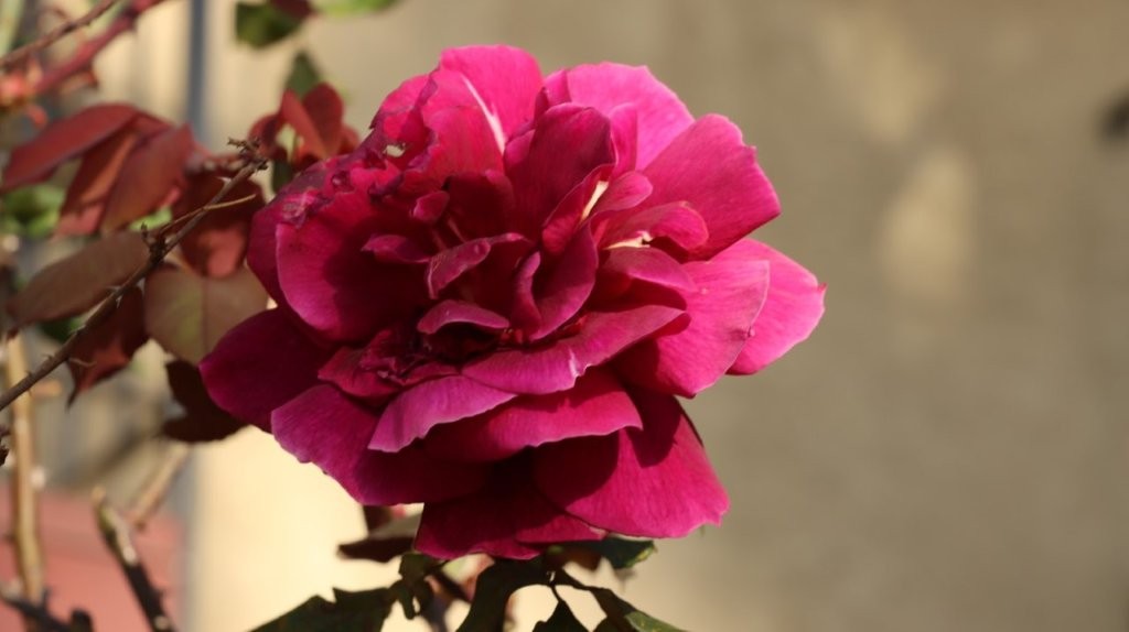 A close up of a flower

AI-generated content may be incorrect.