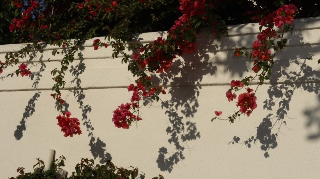 A white wall with red flowers

AI-generated content may be incorrect.
