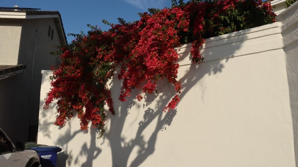 A red flowers on a wall

AI-generated content may be incorrect.
