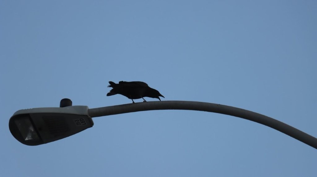 A bird on a light pole

AI-generated content may be incorrect.