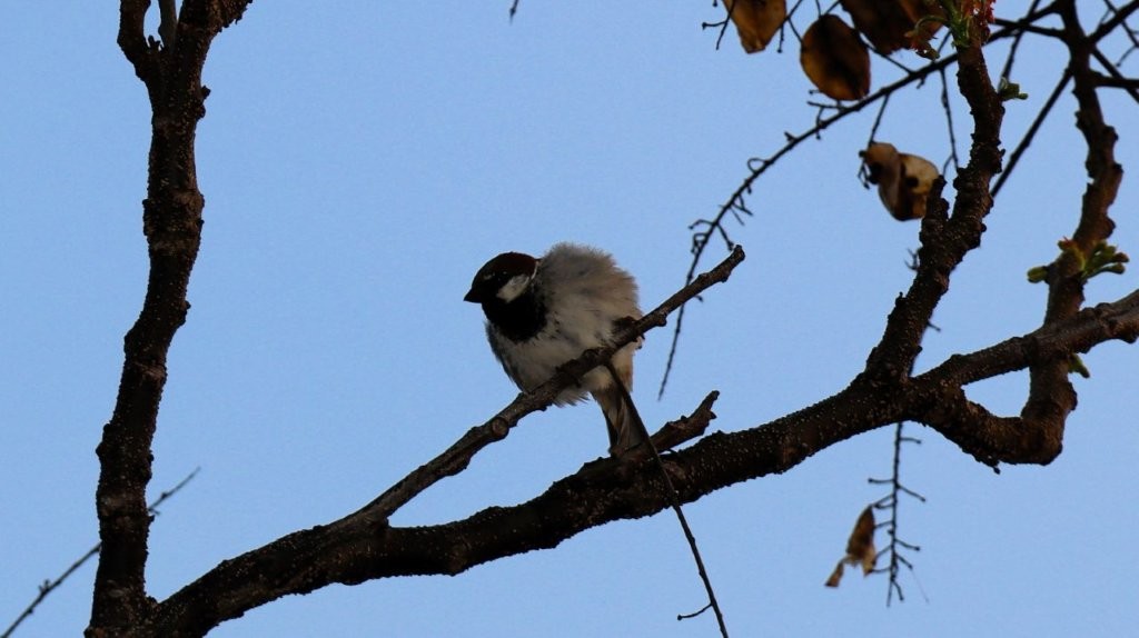 A bird on a branch

AI-generated content may be incorrect.