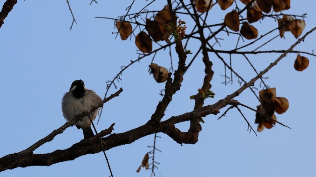 A bird sitting on a branch

AI-generated content may be incorrect.