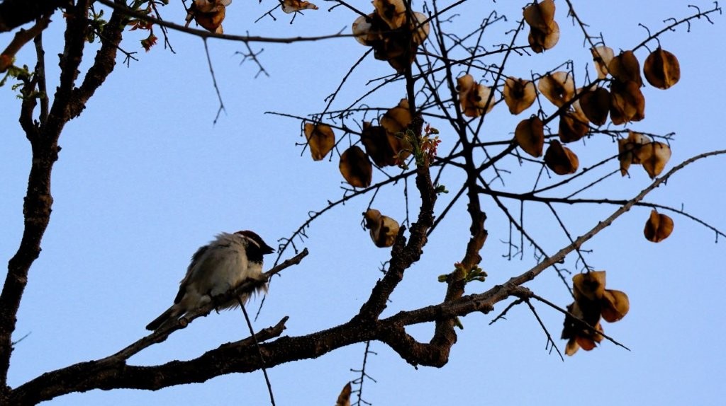 A bird sitting on a branch

AI-generated content may be incorrect.