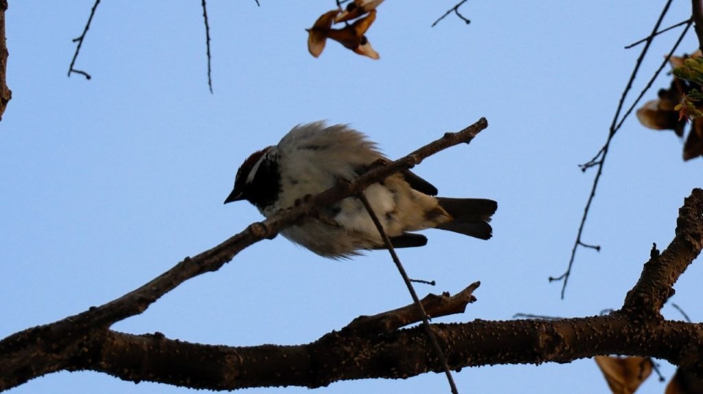 A bird on a branch

AI-generated content may be incorrect.