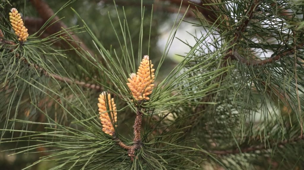 A pine tree with pine cones

AI-generated content may be incorrect.