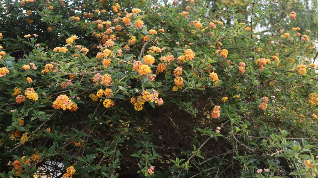A close-up of a bush with yellow flowers

AI-generated content may be incorrect.