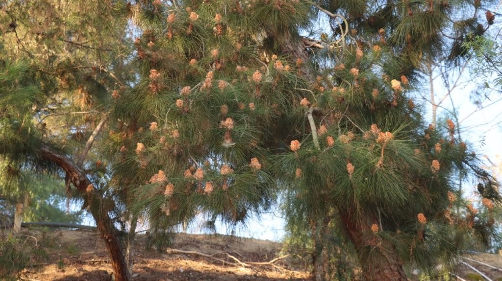 A close-up of a pine tree

AI-generated content may be incorrect.
