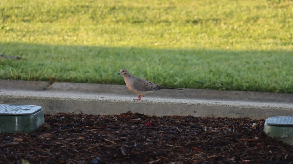 A bird standing on a curb

AI-generated content may be incorrect.
