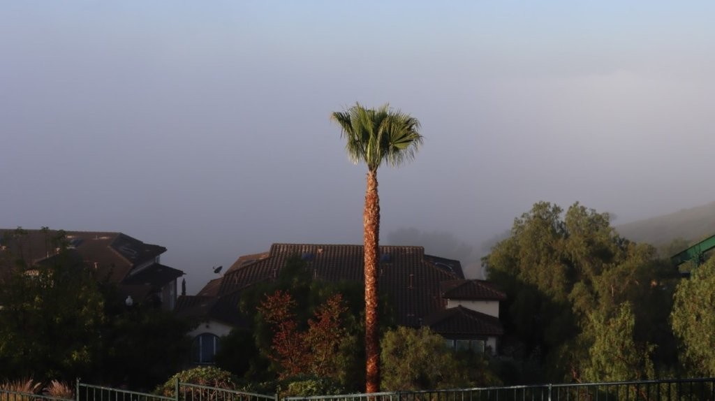 A tall palm tree in front of houses

AI-generated content may be incorrect.