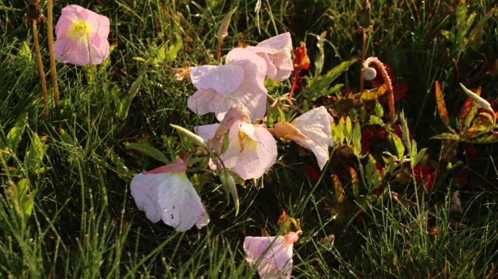 A close-up of a flower

AI-generated content may be incorrect.