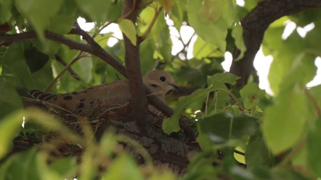 A bird in a tree

AI-generated content may be incorrect.