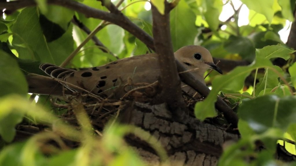A bird in a nest

AI-generated content may be incorrect.