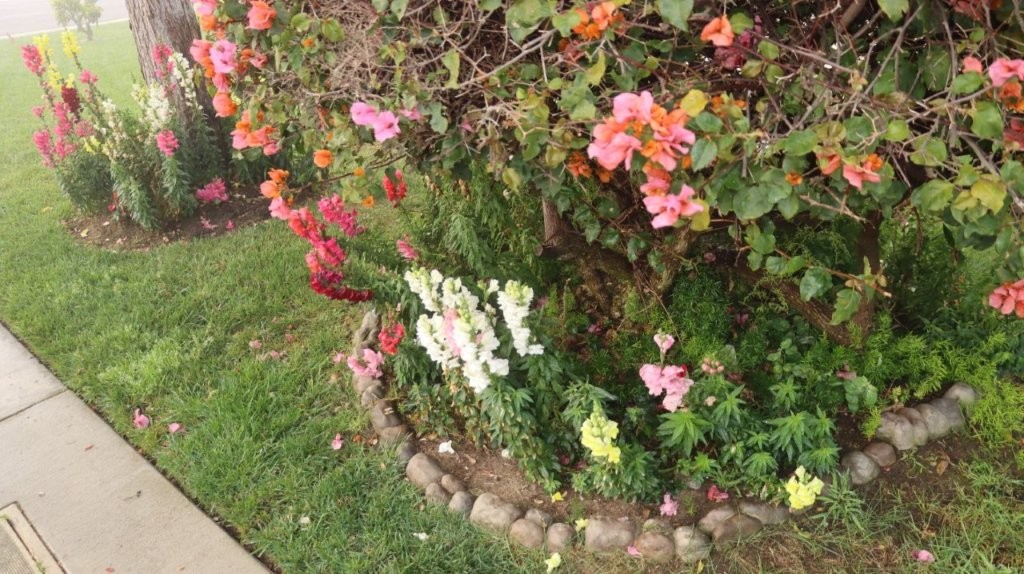A close-up of a flower bed

AI-generated content may be incorrect.