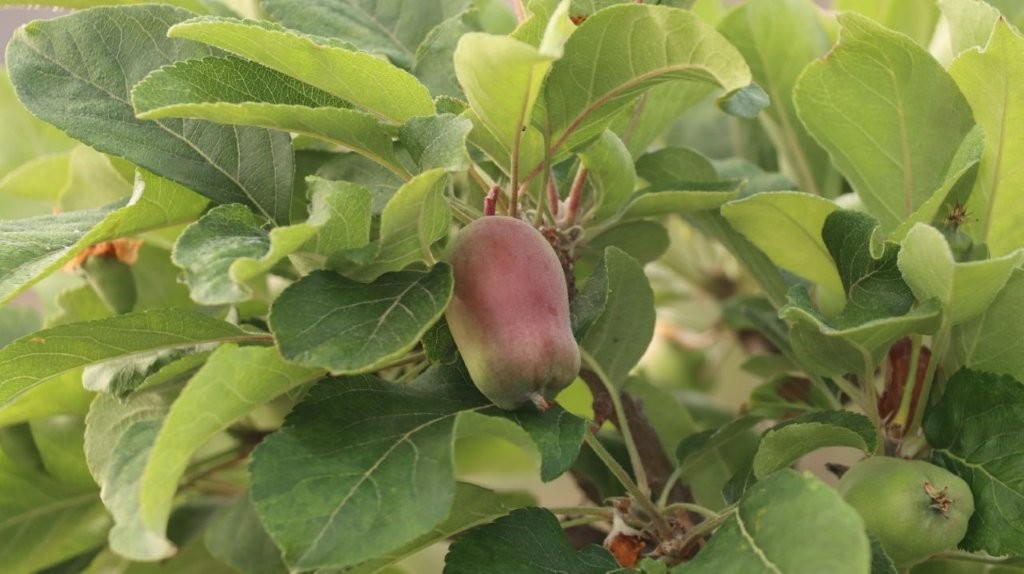 A fruit growing on a tree

AI-generated content may be incorrect.