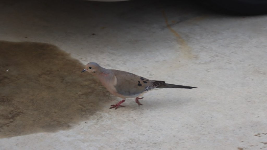 A bird walking on the ground

AI-generated content may be incorrect.