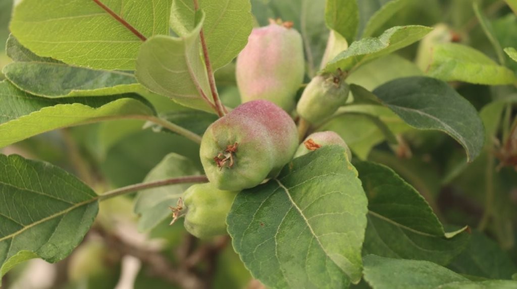 A close-up of a fruit on a tree

AI-generated content may be incorrect.