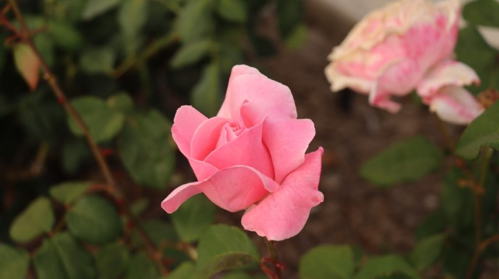 A pink rose with green leaves

AI-generated content may be incorrect.