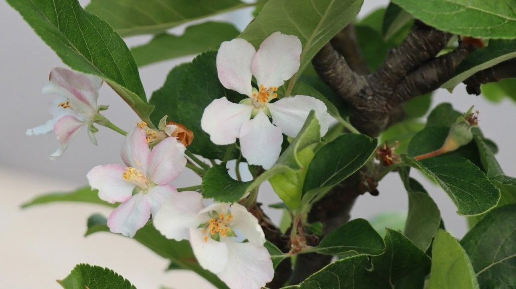 A close-up of a white flower

AI-generated content may be incorrect.