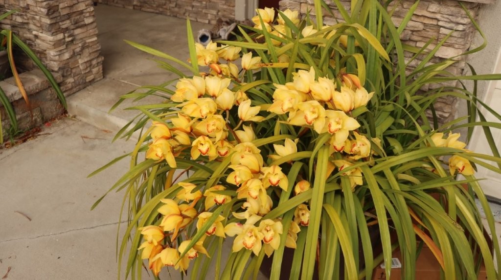 A plant with yellow flowers

AI-generated content may be incorrect.