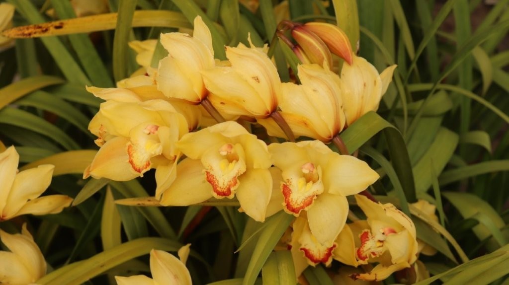 A group of yellow flowers

AI-generated content may be incorrect.