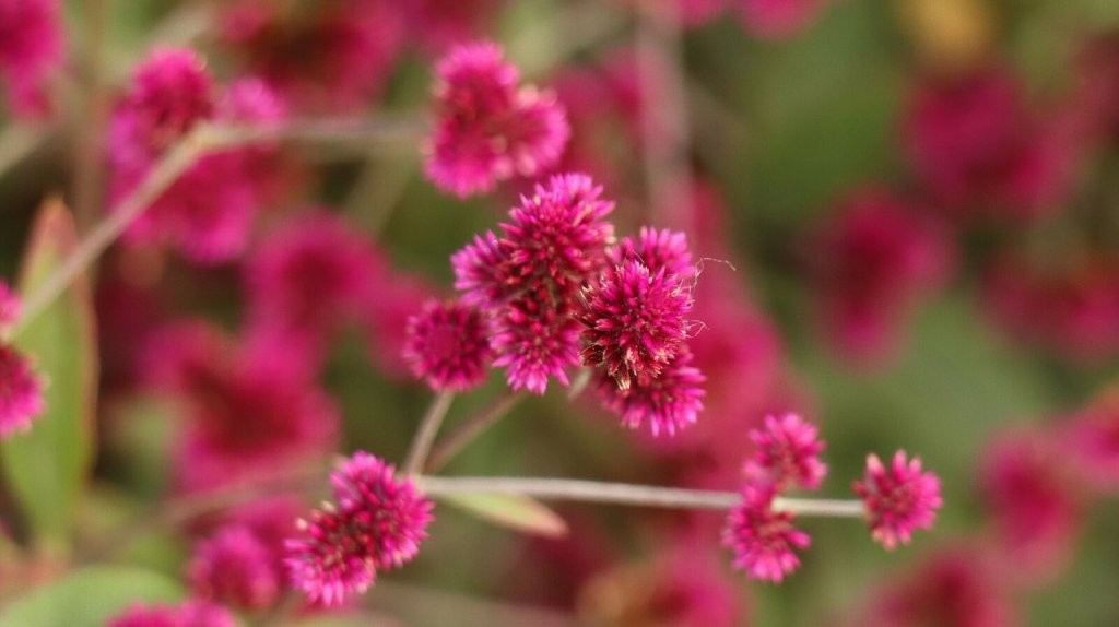 A close up of a flower

AI-generated content may be incorrect.
