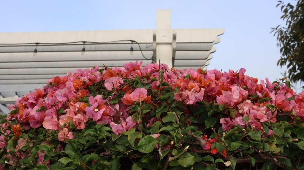 A close-up of a bush of flowers

AI-generated content may be incorrect.