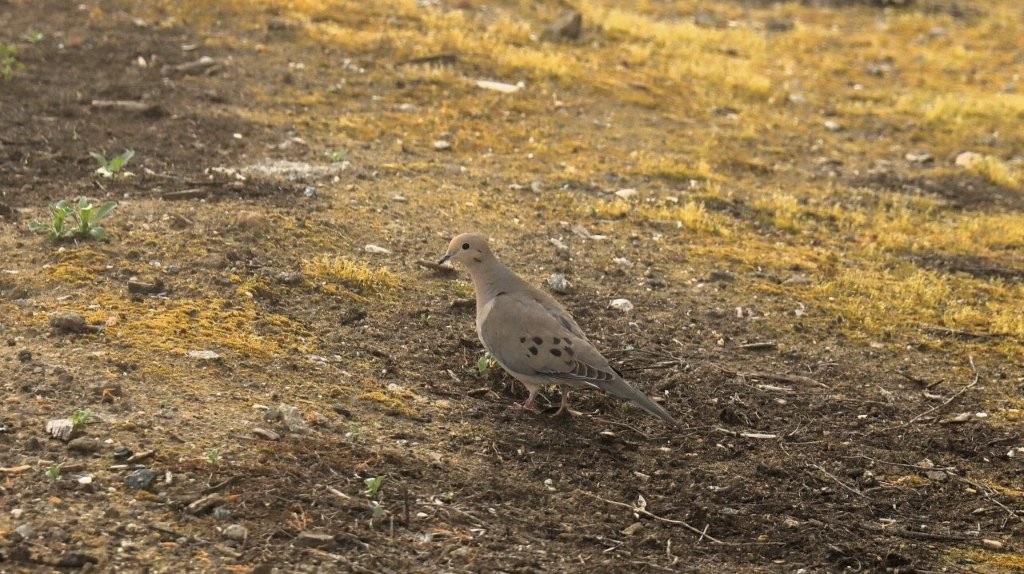 A bird standing on the ground

AI-generated content may be incorrect.