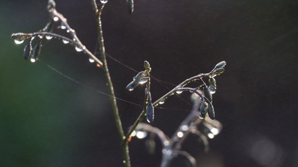 Close-up of a plant with dew on it

AI-generated content may be incorrect.