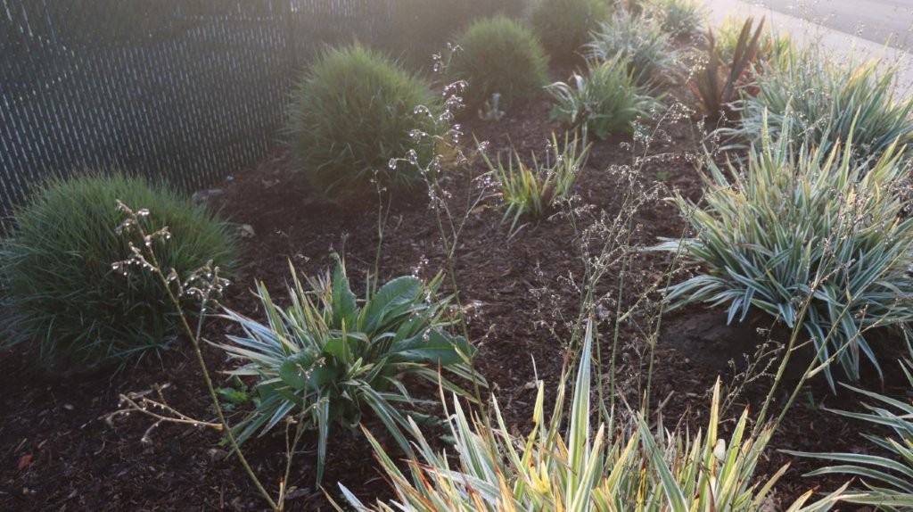 A group of plants in a garden

AI-generated content may be incorrect.
