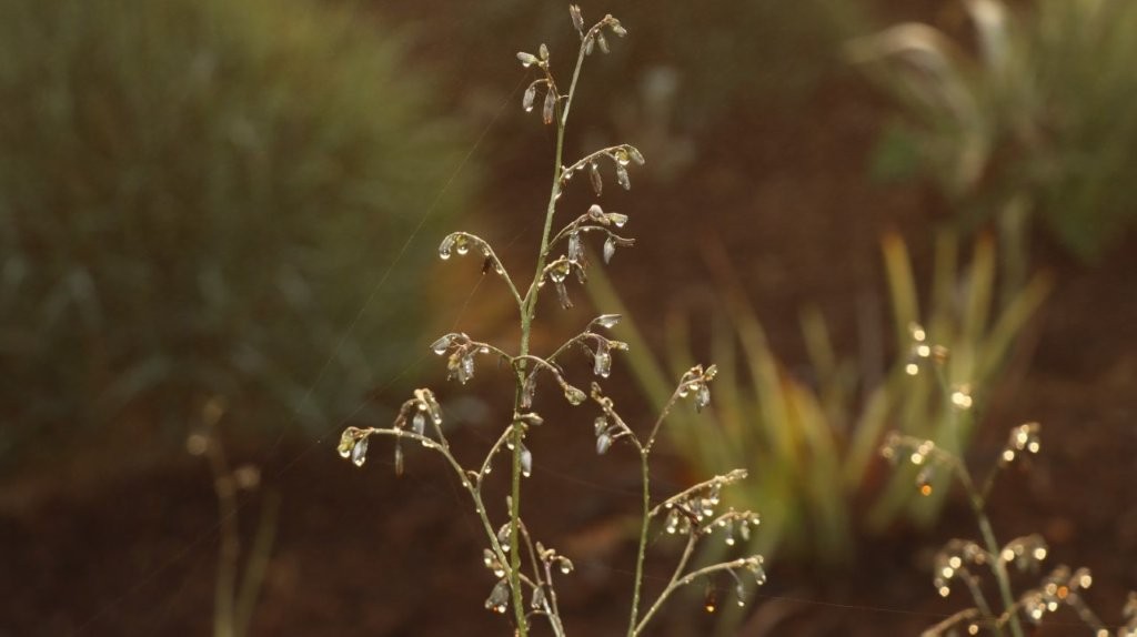 Close-up of a plant with water droplets on it

AI-generated content may be incorrect.