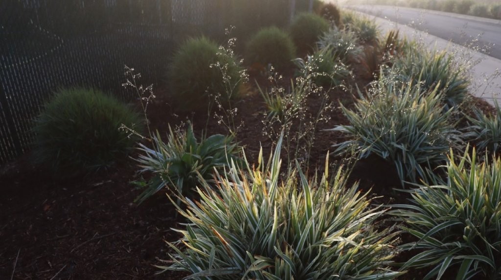 A group of plants in a garden

AI-generated content may be incorrect.