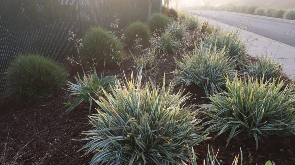 A row of plants in a garden

AI-generated content may be incorrect.