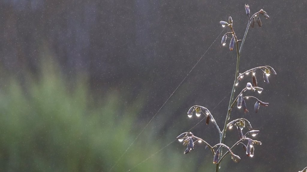Close-up of a plant with dew drops

AI-generated content may be incorrect.