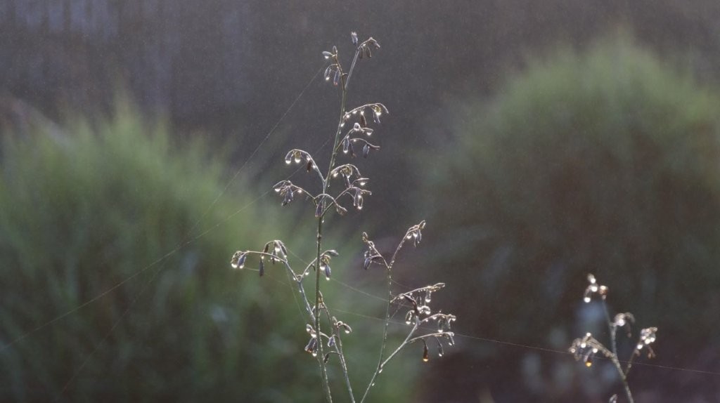 Close-up of a plant with dew on it

AI-generated content may be incorrect.