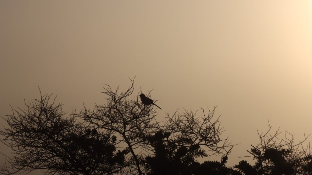 A bird sitting on a tree branch

AI-generated content may be incorrect.