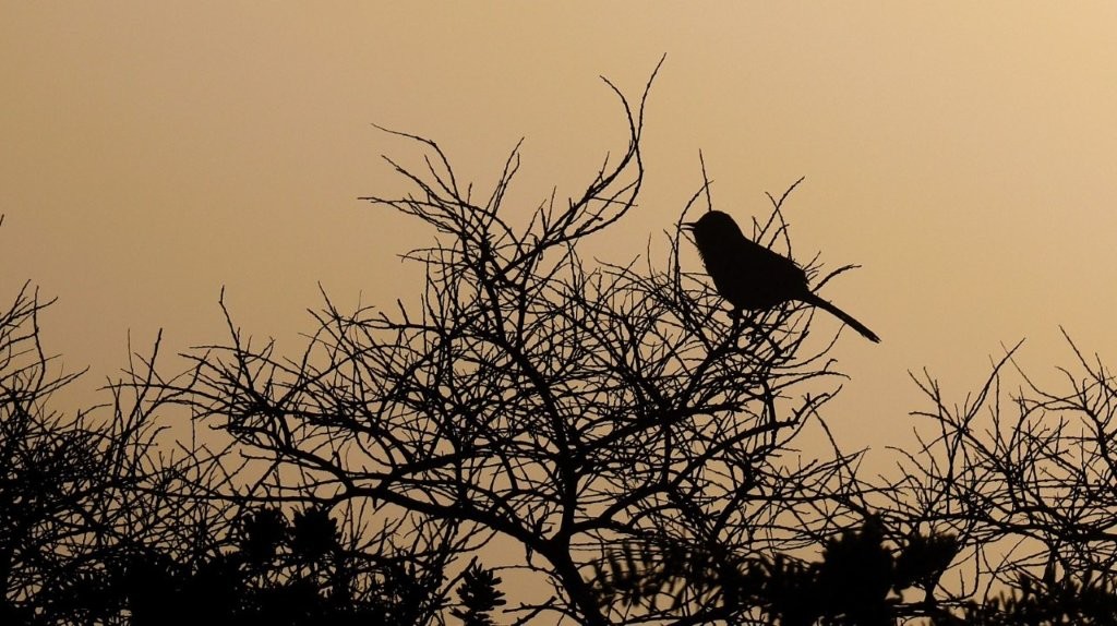 A bird sitting on a tree branch

AI-generated content may be incorrect.
