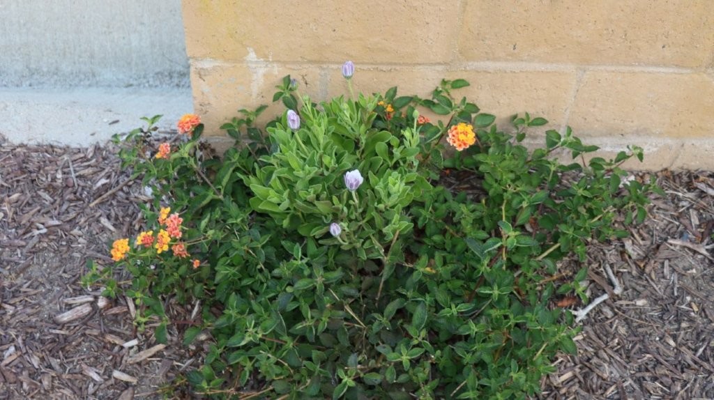 A close-up of a plant

AI-generated content may be incorrect.