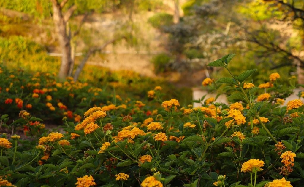 A group of yellow flowers

AI-generated content may be incorrect.