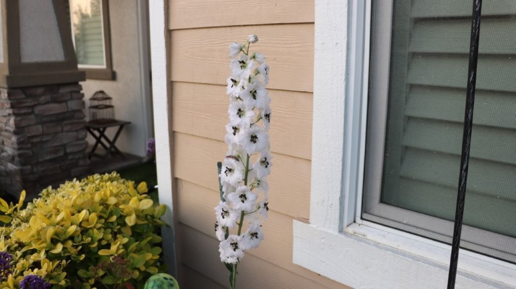 A white flower in front of a house

AI-generated content may be incorrect.